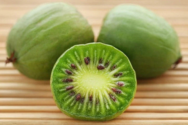 Kiwi Plant Starter - Live Rooted Cutting - Self-Pollinating Issai Variety - Hardy in Zones 3-8 - Actinidia arguta
