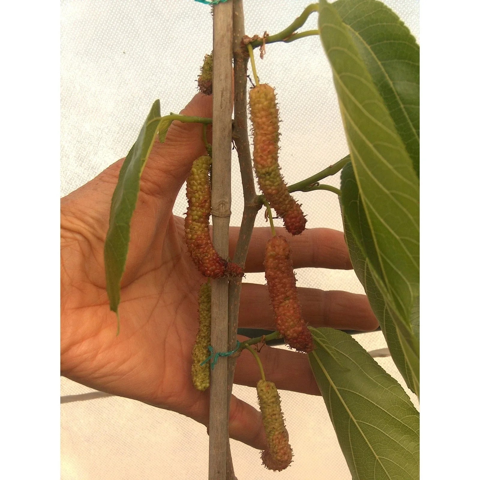Pakistan Long Black Mulberry Cuttings (4) for Grafting or Rooting - Morus nigra