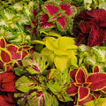 Coleus Seeds - Wizard Mix - 40 Fresh Seeds - Colorful Foliage - Ideal for Gardens - Coleus blumei