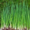 Onion Seeds, Tokyo Long White, Heirloom Variety, 100+ Seeds, Great for Salads & Cooking