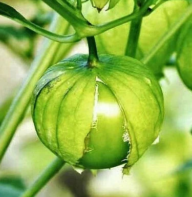 Tomatillo Seeds - Toma Verde - Green Mexican Husk Tomato - Physalis philadelphica - 2025