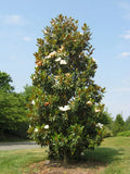 Southern Magnolia Tree - 20-28 Inch Bracken's Brown Beauty - Well Rooted (Magnolia grandiflora)