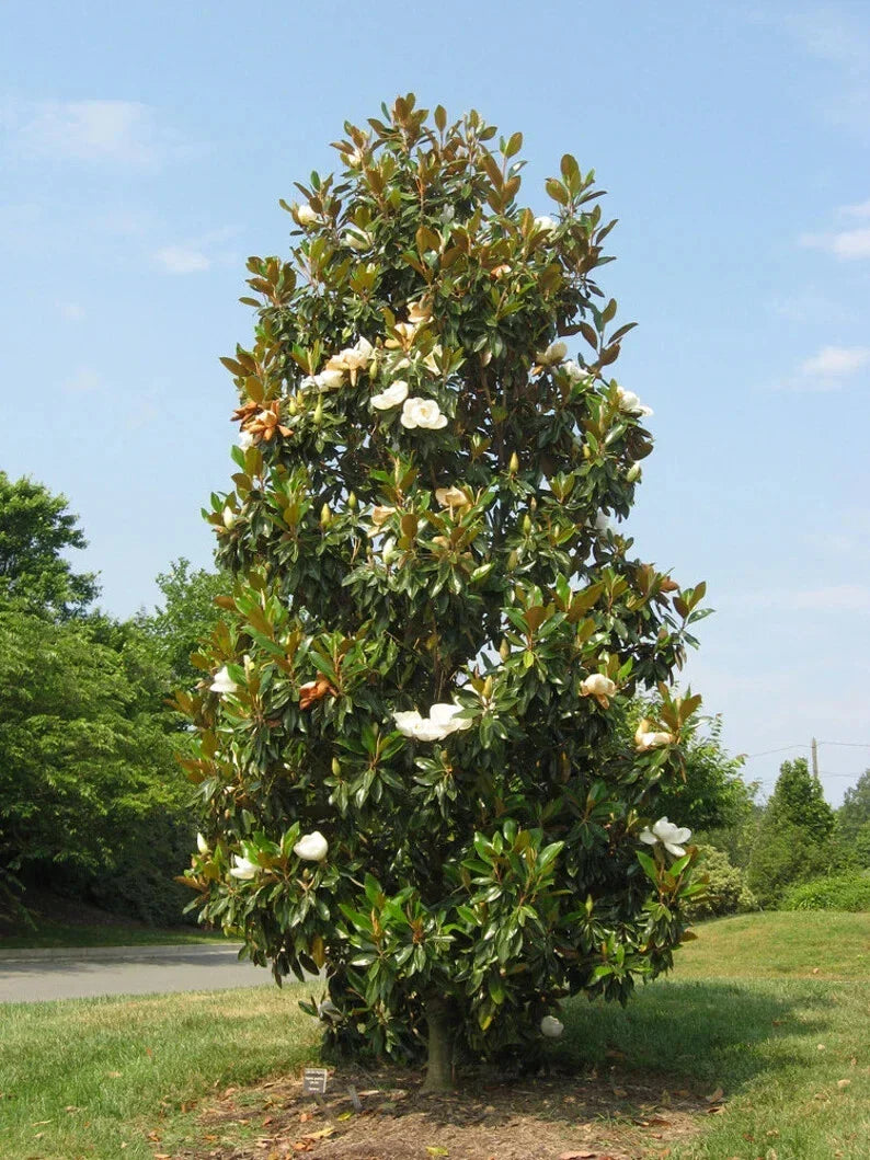 Southern Magnolia Tree - 20-28 Inch Bracken's Brown Beauty - Well Rooted (Magnolia grandiflora)