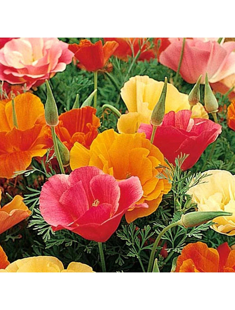 500 Seeds Poppy California Mission Bells Mix - GroCo - Colorful Flower Seeds for Garden Planting - High Germination Rate