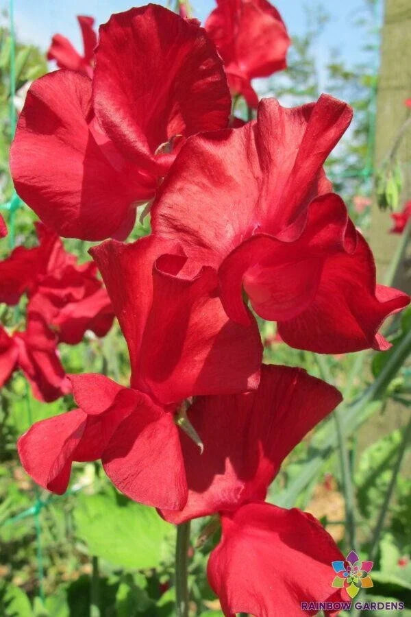 Sweet Pea Seeds - 50+ Pack - Alison Valentini Variety - Lathyrus odoratus - USA Grown, Free Shipping