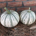 Silver Edge Pumpkin Seeds for Planting, 10 Count, Exotic Striped Squash, Easy to Grow (Cucurbita pepo)