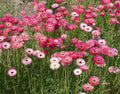Paper Daisy Seeds - Pink Everlasting Variety for Crafters and Pollinators - Non-GMO - 200 Seeds