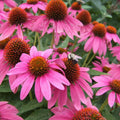 Pink Coneflower Seeds - 200+ Pack for Garden Planting - Echinacea purpurea - USA Grown, Free Shipping