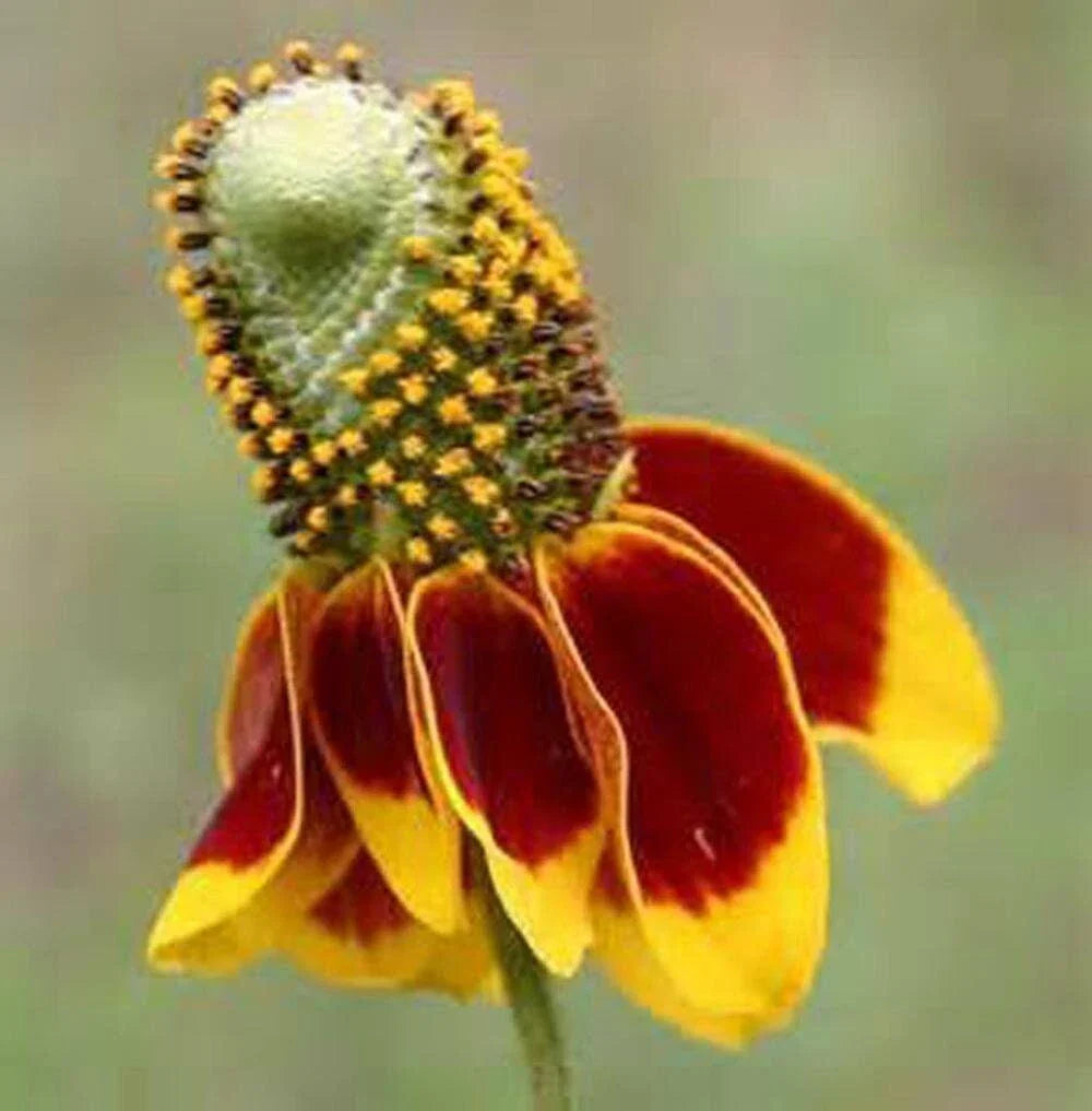 Mexican Hat Coneflower Seeds - 500+ Rare Prairie Flower Seeds - Ratibida Columnifera