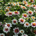 Zahara Starlight Rose Zinnia Seeds - 100+ Pack - Colorful Garden Flowers - Zinnia elegans