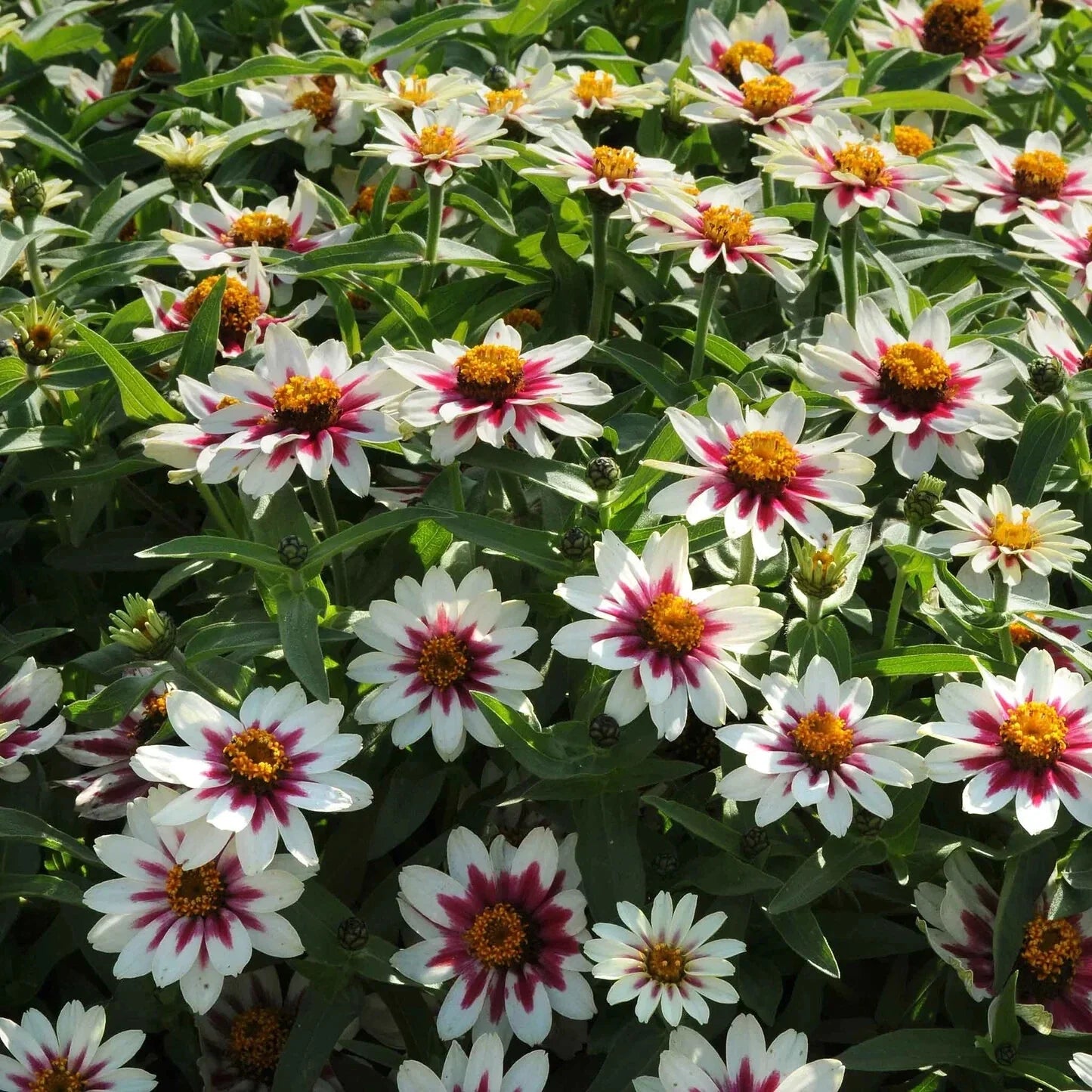 Zahara Starlight Rose Zinnia Seeds - 100+ Pack - Colorful Garden Flowers - Zinnia elegans
