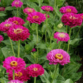 Purple Prince Zinnia Seeds (100+) for Garden Planting - Zinnia elegans - USA Grown, Free Shipping