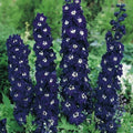 Dark Blue Delphinium Seeds - 50 Perennial Garden Flower Seeds - Delphinium spp.