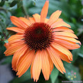 Prairie Blaze Rudbeckia Seeds - 200+ Count for Garden Planting - Black-eyed Susan (Rudbeckia hirta) - USA