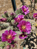 Cylindropuntia Imbricata Cuttings, 12 Pack, Tree Cholla, 4-6” Succulent Cactus, Perfect for Gardens and Landscaping