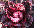 Palla Rossa Radicchio Seeds | Italian Red Bitter Leaf Lettuce | Cichorium intybus
