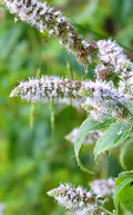 Peppermint Plant Lot of 2 | Perennial Bare Root Live Herbs | Mentha piperita Starter Plants