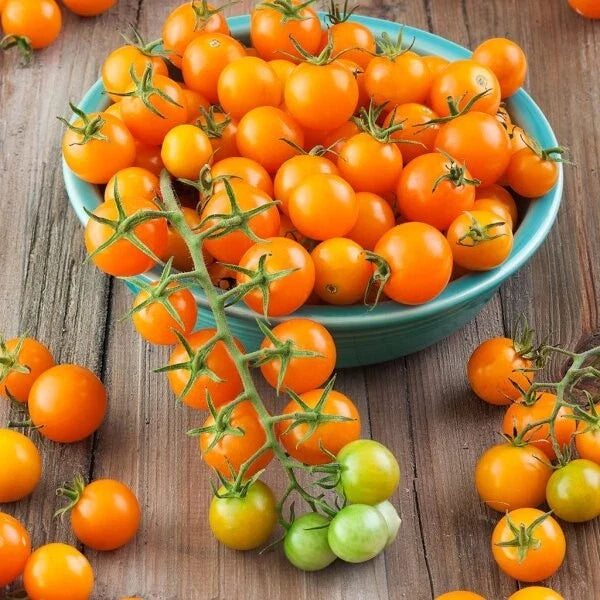 Sungold Tomato Seeds | Non-GMO F1 Variety | Heirloom Sun Gold Tomatoes | Perfect for Home Gardening