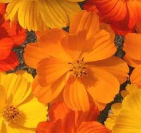 Cosmos Flower Seeds 30 Pack Bright Lights Mix (Cosmos bipinnatus) - Free USA Shipping