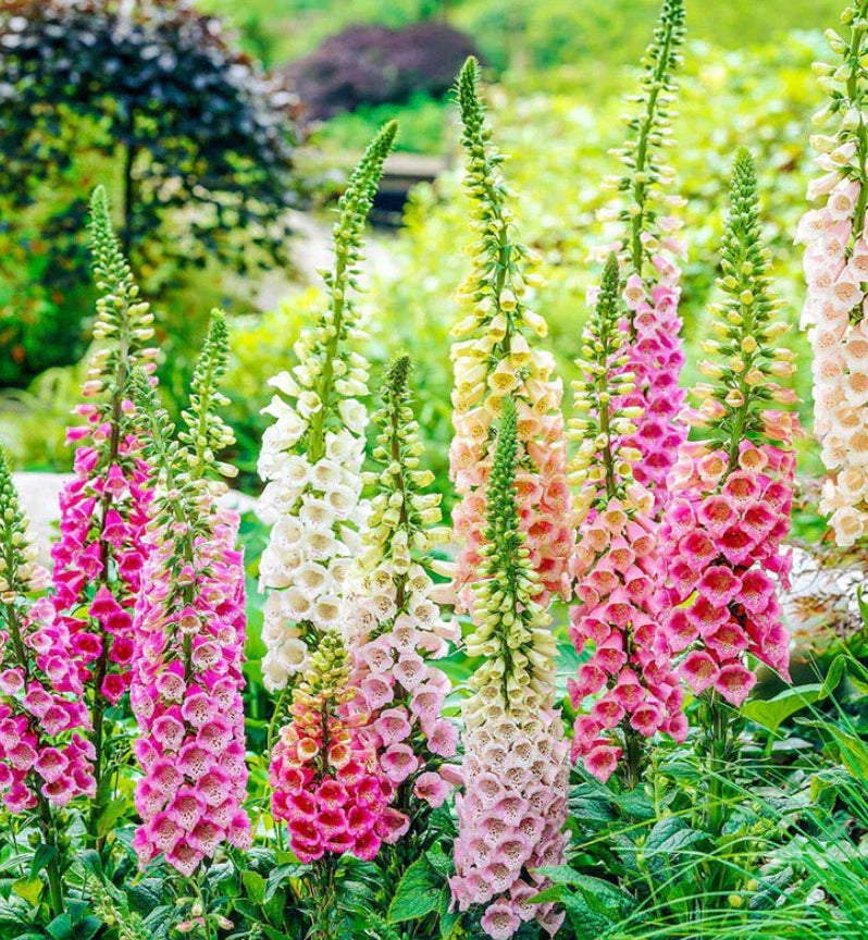Foxglove Seeds Excelsior Mix, Biennial Non-GMO, Sun/Shade, 500 Seeds - Digitalis purpurea