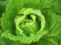 Bok Choy Seeds - Michihili Napa Chinese Cabbage - Heirloom Vegetable for Home Gardening - Brassica rapa var. chinensis