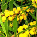 Formosan Koa Tree Seeds - 10 Count - Fast Growing Exotic Plant - Acacia confusa