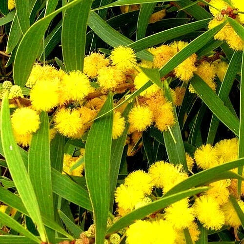Formosan Koa Tree Seeds - 10 Count - Fast Growing Exotic Plant - Acacia confusa