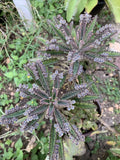 Mother of Millions Succulent Plant - 10+ Kalanchoe Chandelier Cuttings - Maternity Variety - Great for Indoor Gardening