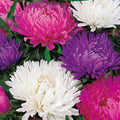 Giants of California Aster Seeds | Non-GMO | Flower Seeds for Garden | Aster gigantus