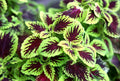 Coleus Cuttings - 10 Easy Rooting Tropical Plants - Variegated Colors - Perfect for Partial Shade - Coleus spp.