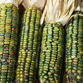 Oaxacan Green Dent Corn Seeds | Blue Gold Glass Gem Popcorn Seeds | Heirloom Variety | 2025