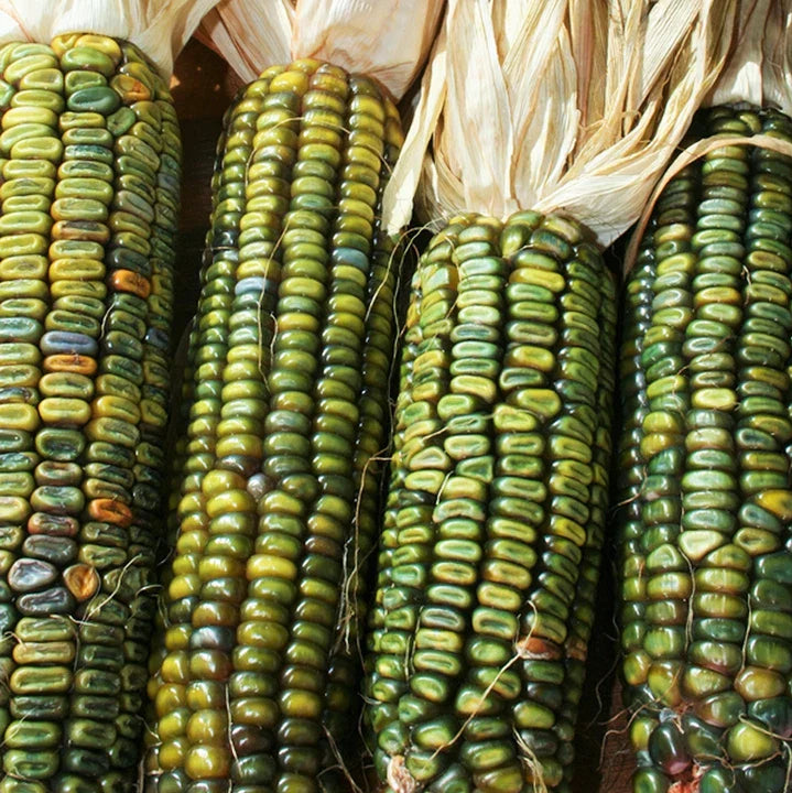 Oaxacan Green Dent Corn Seeds | Blue Gold Glass Gem Popcorn Seeds | Heirloom Variety | 2025