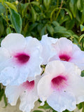 PINK BOWER PANDORA Vine Cuttings 7 Pack Fragrant Pink/White (Pandorea jasminoides) for Rooting and Planting