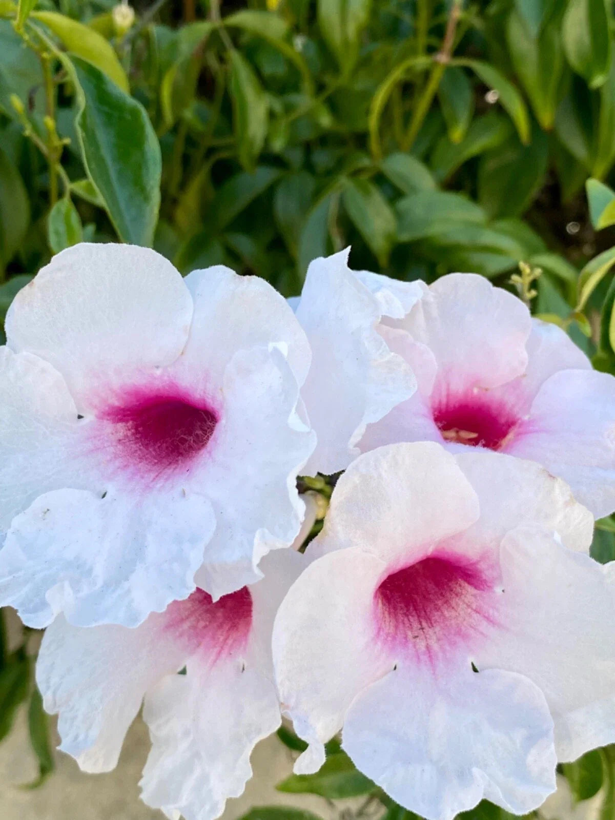 PINK BOWER PANDORA Vine Cuttings 7 Pack Fragrant Pink/White (Pandorea jasminoides) for Rooting and Planting