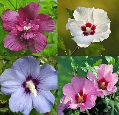 Rose of Sharon Seedling Bare Root Starter Plant Bush, Mix Colors, Hibiscus syriacus, 7-Pack