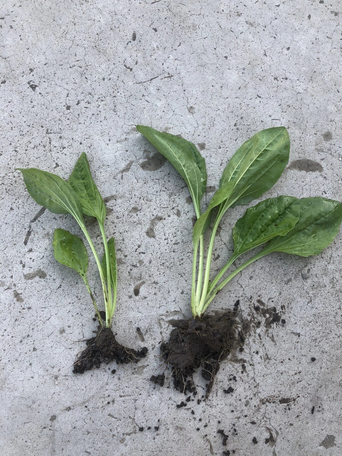 Plantago Major Broadleaf Plantain Bare Root Live Plants - 2 PCs, Ready to Plant, Perennial Herb for Garden