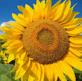 Mammoth Grey Stripe Sunflower Seeds | Giant Russian Sunflower Seed | Helianthus annuus