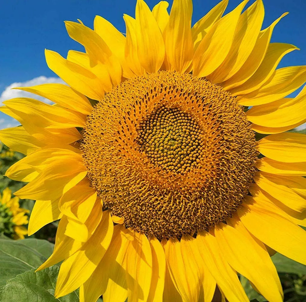 Mammoth Grey Stripe Sunflower Seeds | Giant Russian Sunflower Seed | Helianthus annuus