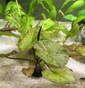 Tiger Lotus Plant - Easy Live Aquarium Pond Plant - Red/Green Leaves - Nymphaea zenkeri
