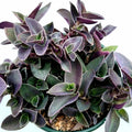 Tradescantia Pallida 'Purple Heart' Live Plant - 2 Inch Wandering Dude Succulent
