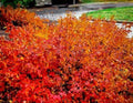 Konza Fragrant Sumac Seeds - 20 Seeds, Aromatic Variety {Rhus aromatica Konza} - Free Shipping