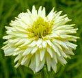 Giant Cactus Zinnia Seeds - Beautiful White - 100+ Seeds - Zinnia elegans