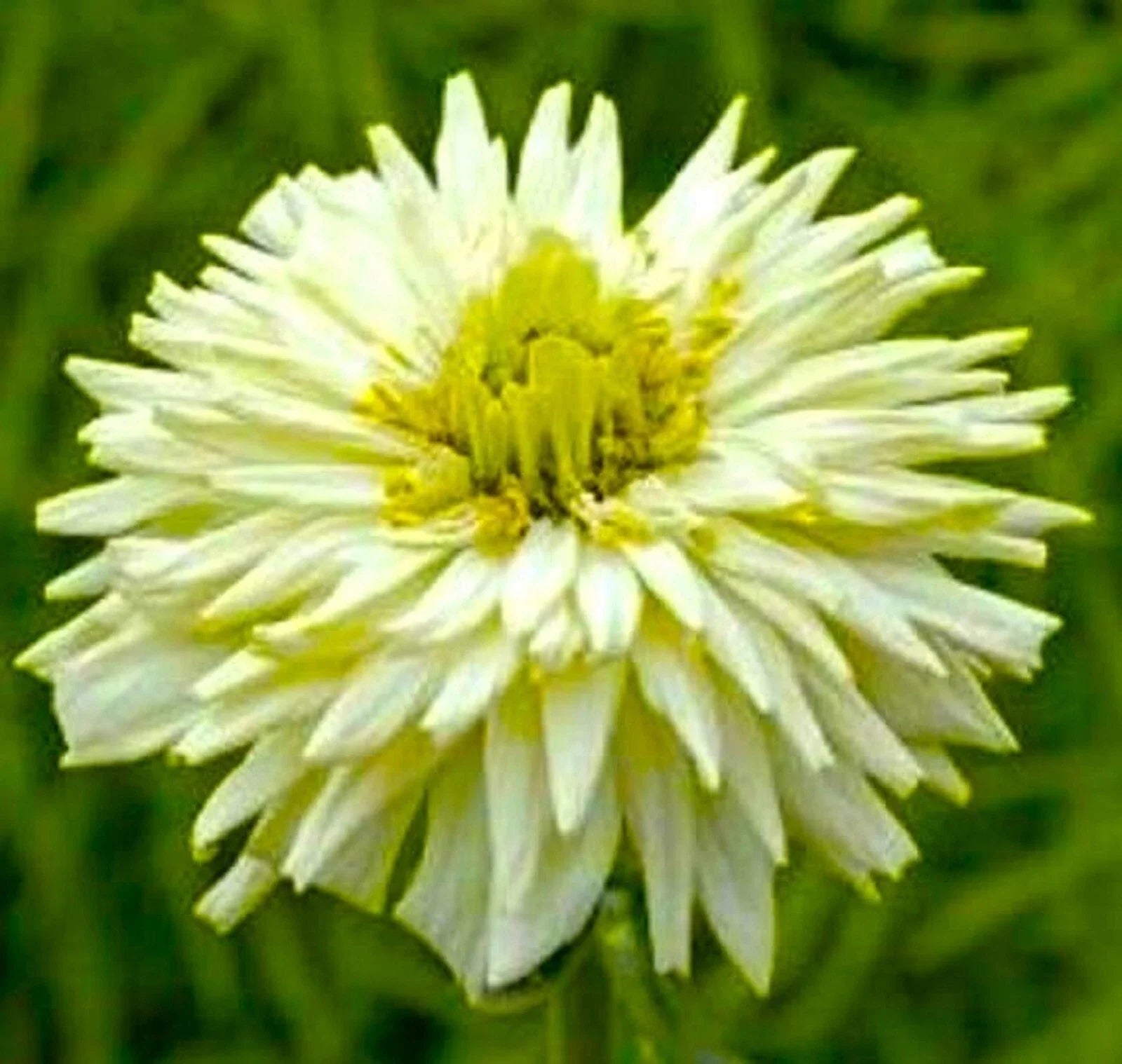 Giant Cactus Zinnia Seeds - Beautiful White - 100+ Seeds - Zinnia elegans