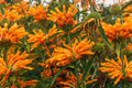 Lions Tail Seeds - 100 Pack - Leonotis Leonurus - Clip Dagga - Lion's Mane/Tail Variety
