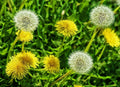 Dandelion Flower Seeds 2g Organic Non-GMO Heirloom Edible Taraxacum officinale