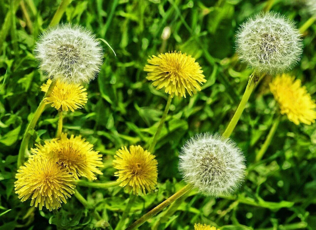 Dandelion Flower Seeds 2g Organic Non-GMO Heirloom Edible Taraxacum officinale