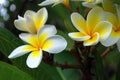 Plumeria Seeds - 5 Pack - White Yellow Flower - Perennial Bloom - Plumeria rubra