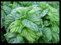 Lettuce Leaf Basil Seeds 100-5000 Heirloom Aromatic Bushy Plant (Ocimum basilicum)