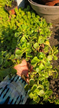 Stonecrop Sedum Plants - Dragon's Blood Variety - Low Maintenance Succulent - Sedum spurium