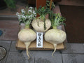 Sakurajima Mammoth Daikon Seeds, Large Mild & Sweet Radish, Raphanus sativus, Heirloom Vegetable Seeds